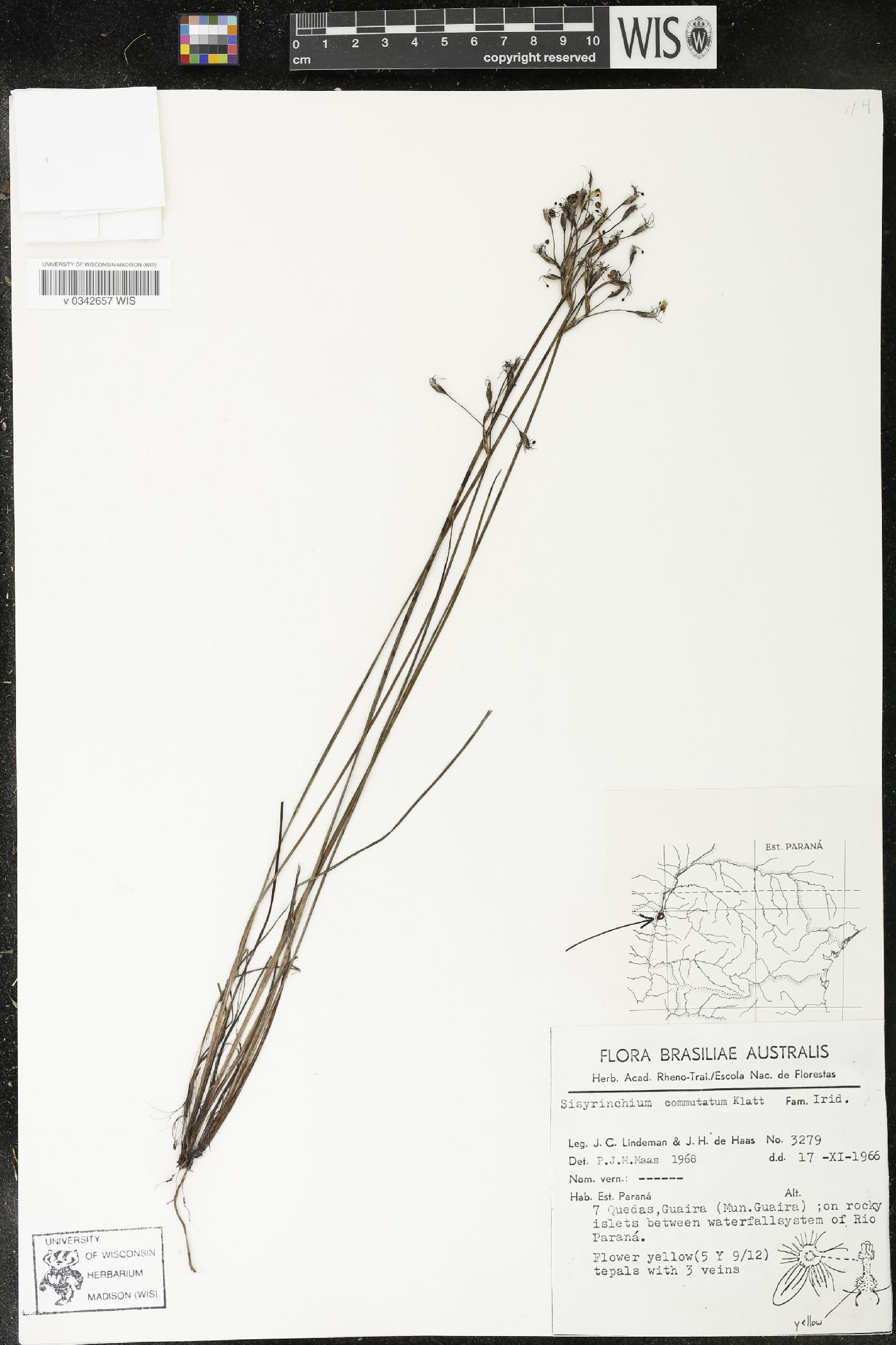 Sisyrinchium commutatum image