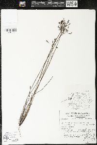 Sisyrinchium commutatum image