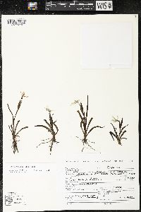 Sisyrinchium convolutum image