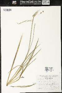 Sisyrinchium convolutum image