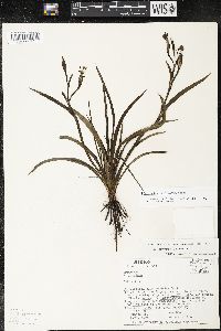 Sisyrinchium convolutum image