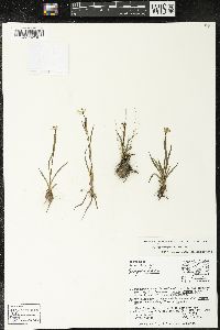 Sisyrinchium convolutum image