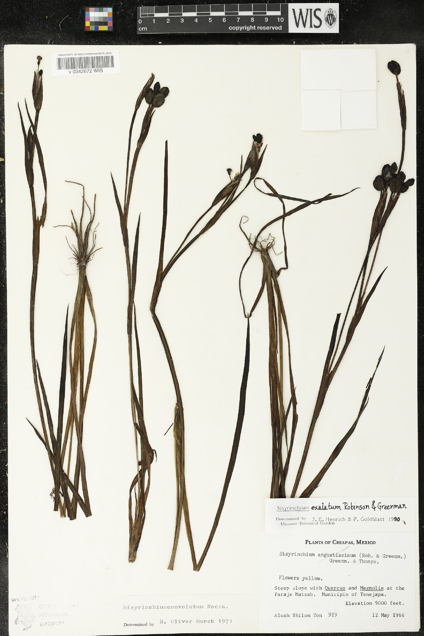 Sisyrinchium exalatum image