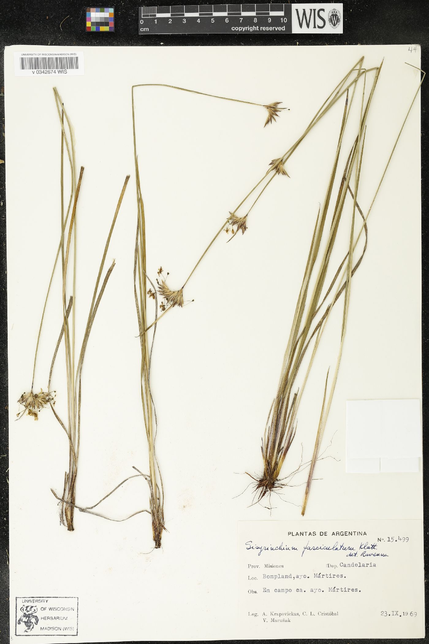 Sisyrinchium fasciculatum image