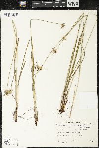 Sisyrinchium fasciculatum image