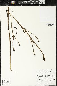 Sisyrinchium iridifolium image