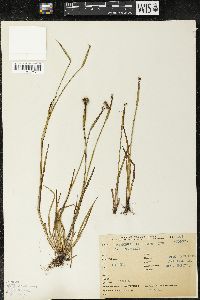 Sisyrinchium iridifolium image