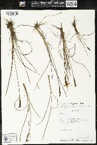 Sisyrinchium jamesonii image