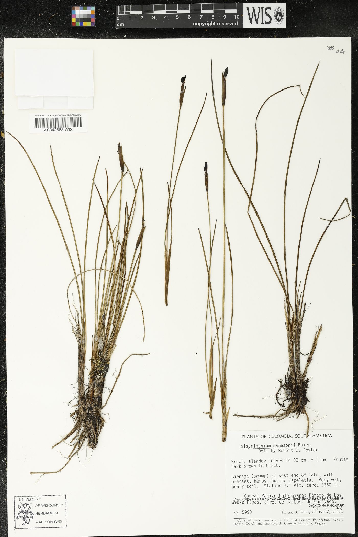 Sisyrinchium jamesonii image