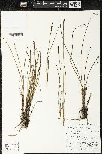 Media resource of Sisyrinchium jamesonii