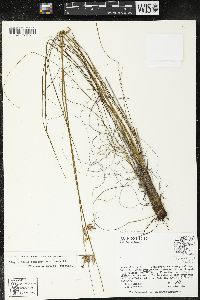Media resource of Sisyrinchium longispathum