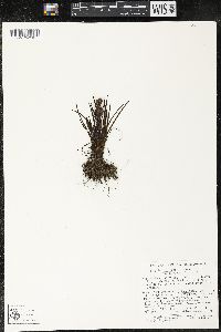 Media resource of Sisyrinchium mandonii