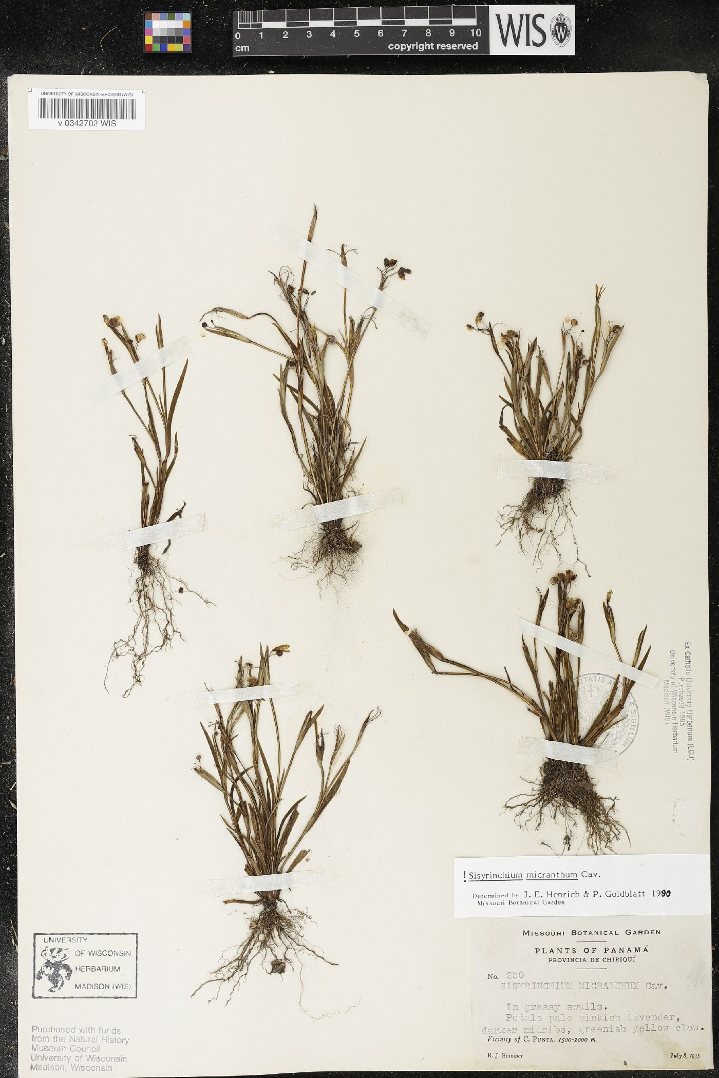 Sisyrinchium micranthum image