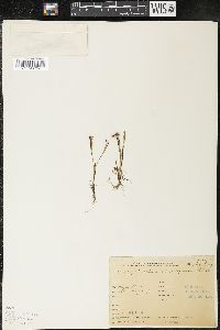 Media resource of Sisyrinchium minutiflorum