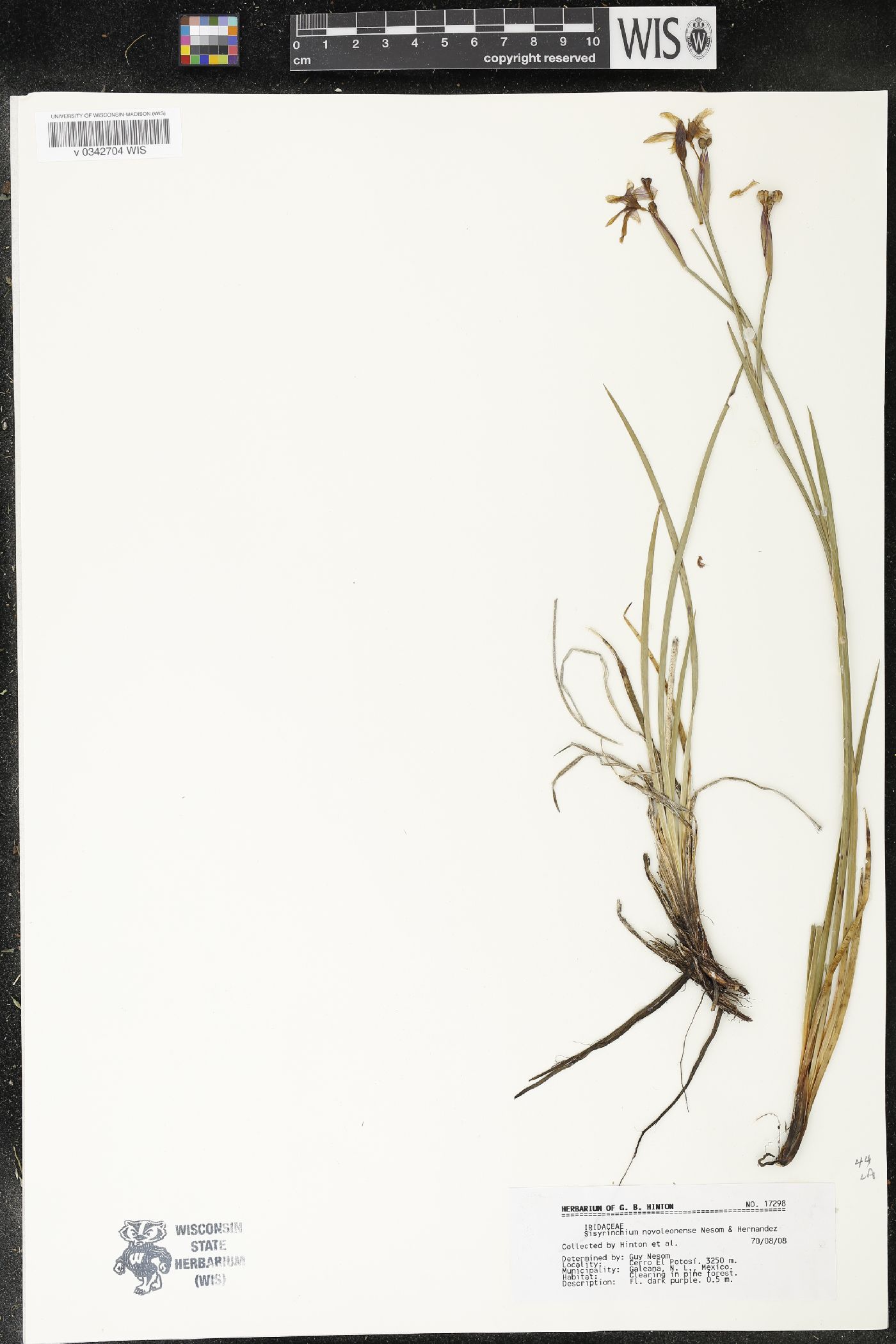 Sisyrinchium novoleonense image