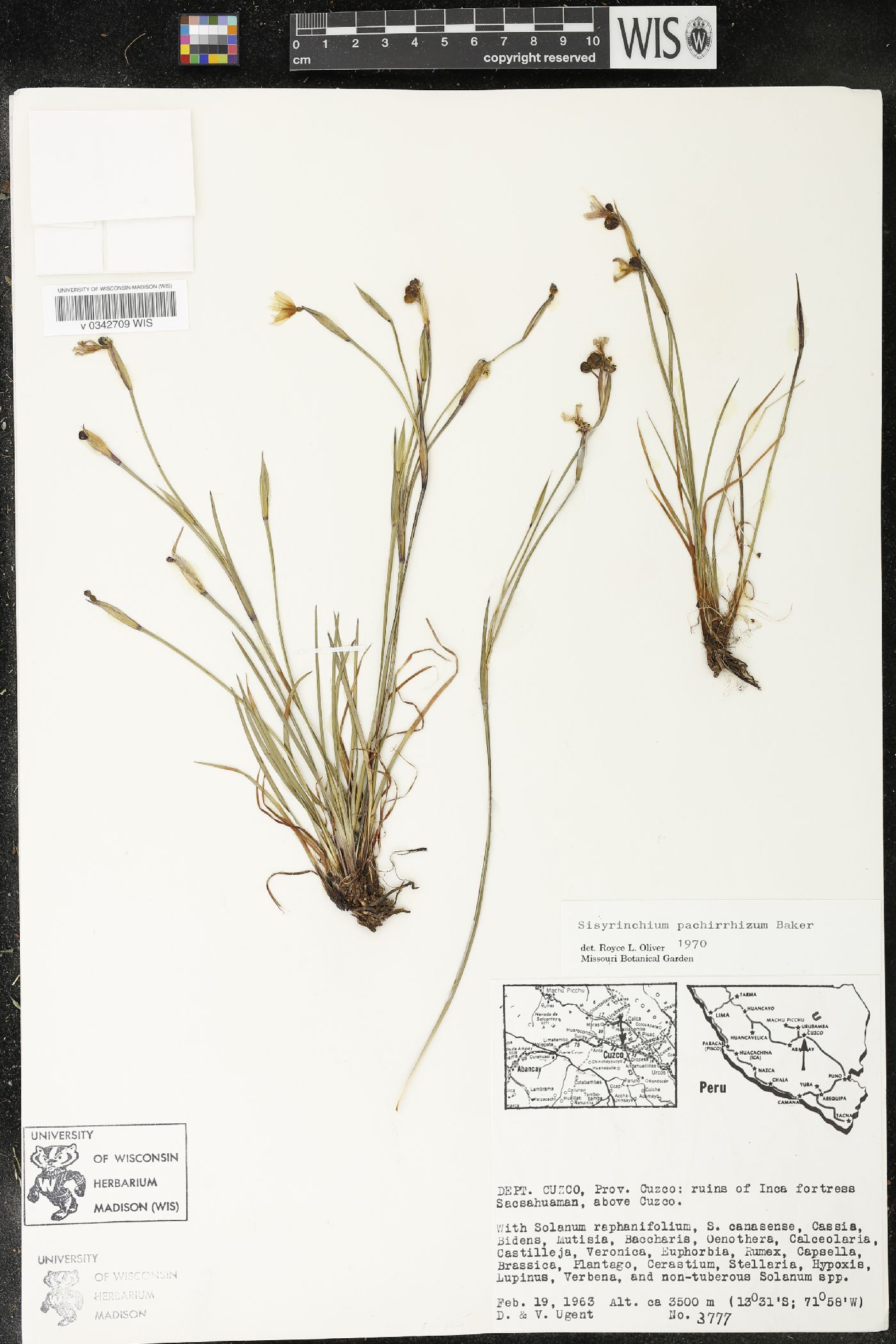 Sisyrinchium pachyrhizum image