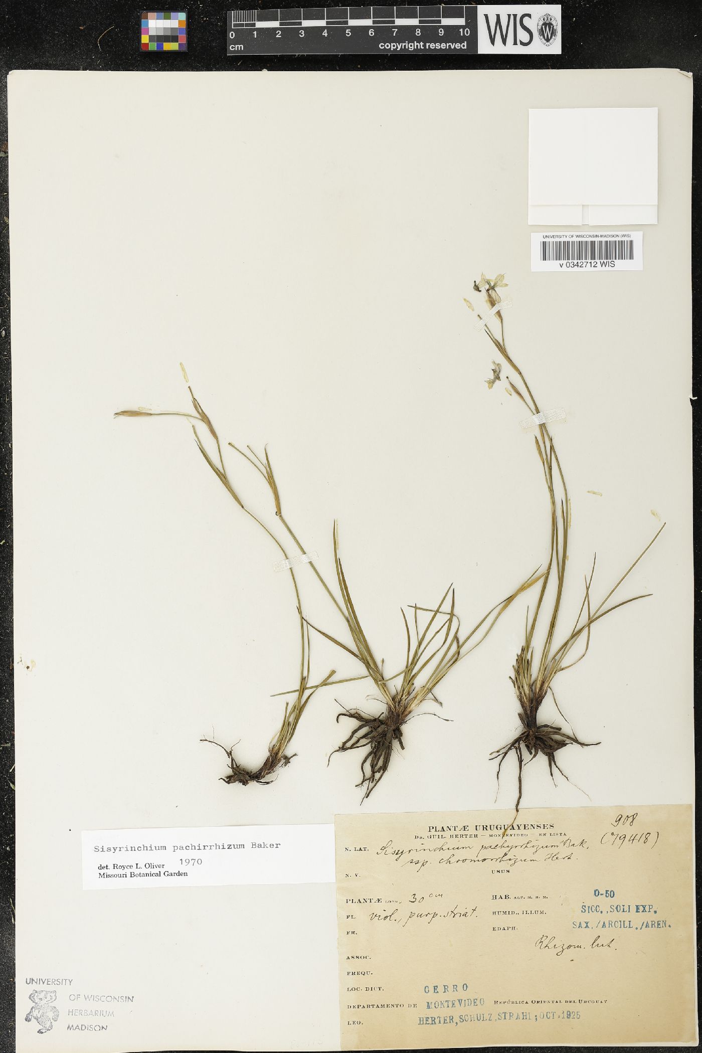 Sisyrinchium pachyrhizum image
