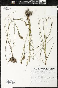 Sisyrinchium palmeri image