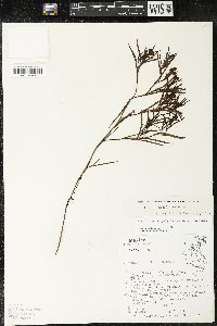 Sisyrinchium angustissimum image