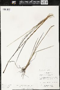 Sisyrinchium quadrangulatum image