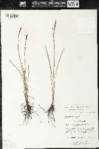 Sisyrinchium quadrangulatum image