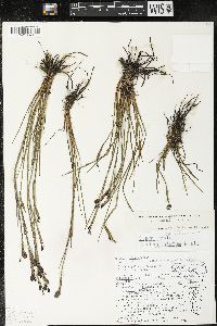 Sisyrinchium quadrangulatum image