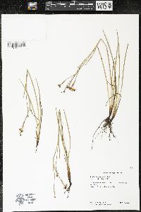 Sisyrinchium scabrum image