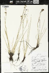 Sisyrinchium scabrum image