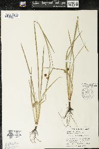 Sisyrinchium scabrum image