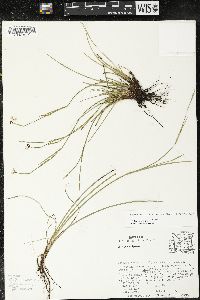 Sisyrinchium scabrum image