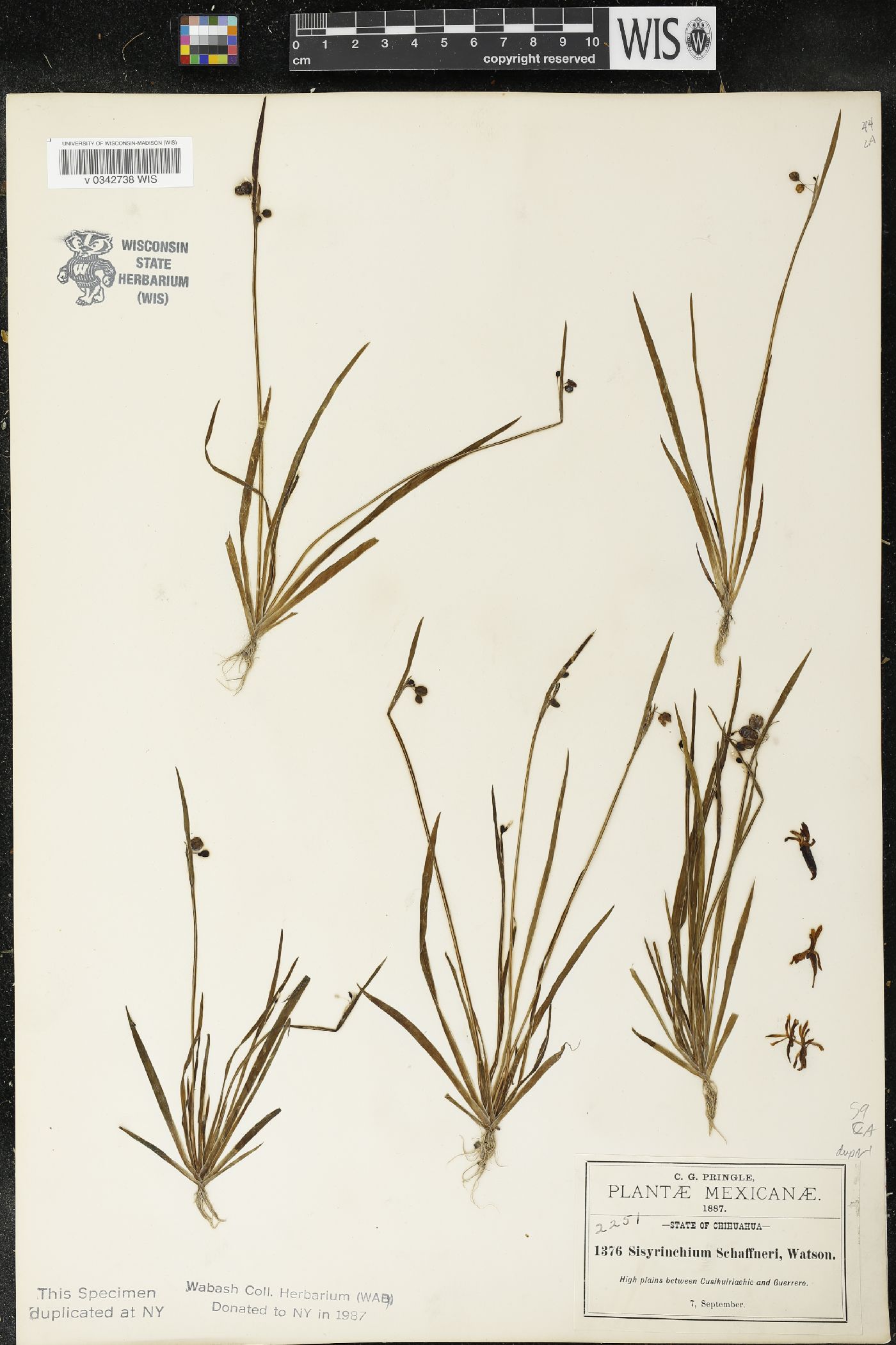 SEINet Portal Network - Sisyrinchium schaffneri