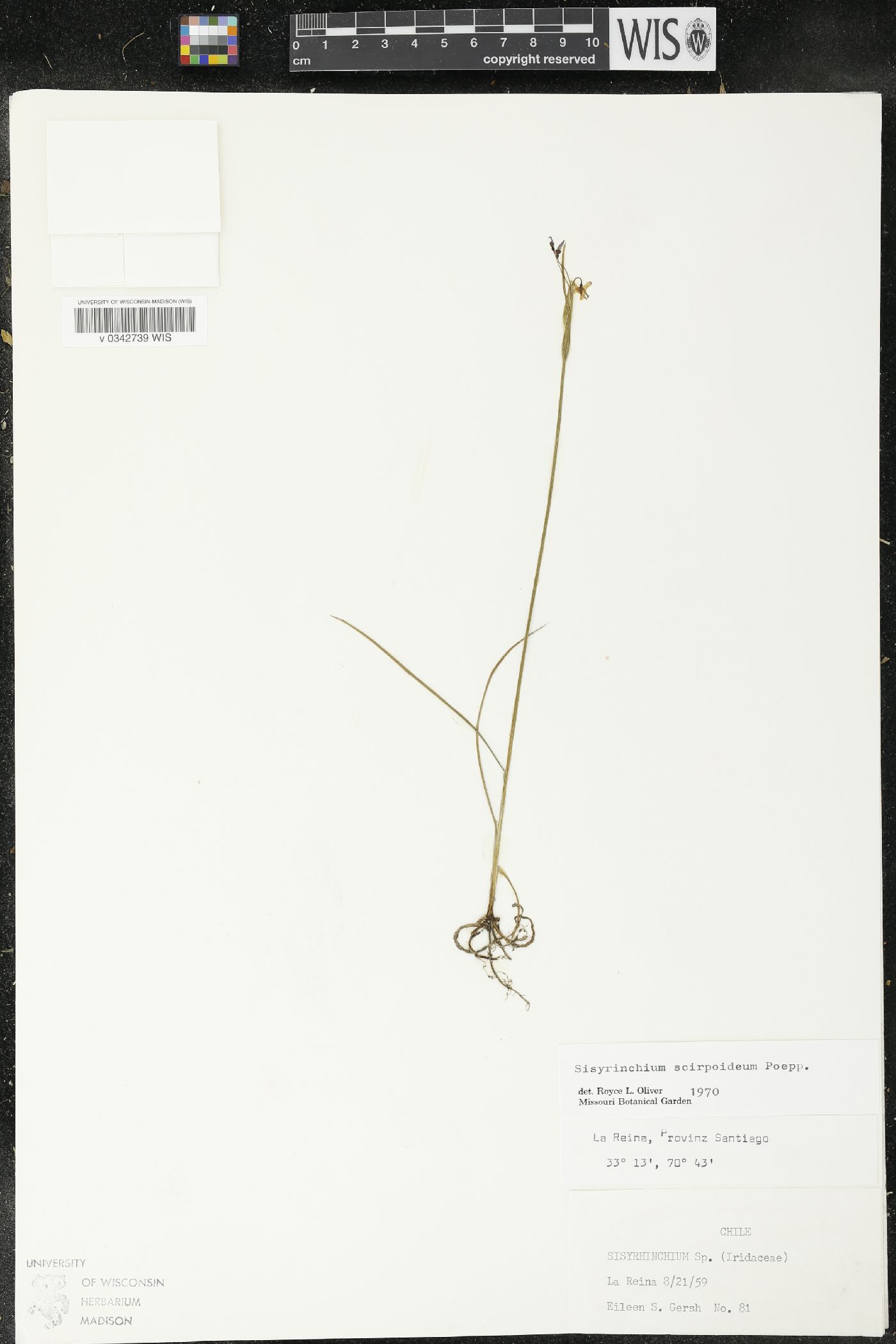 Olsynium scirpoideum image