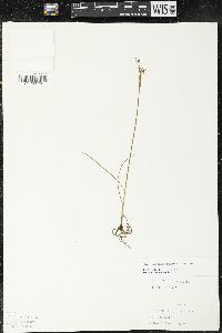 Olsynium scirpoideum image