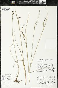 Olsynium scirpoideum image