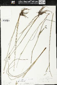 Olsynium scirpoideum image