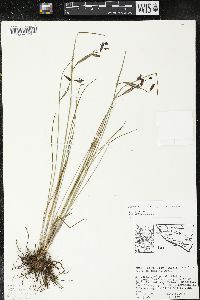 Olsynium scirpoideum image