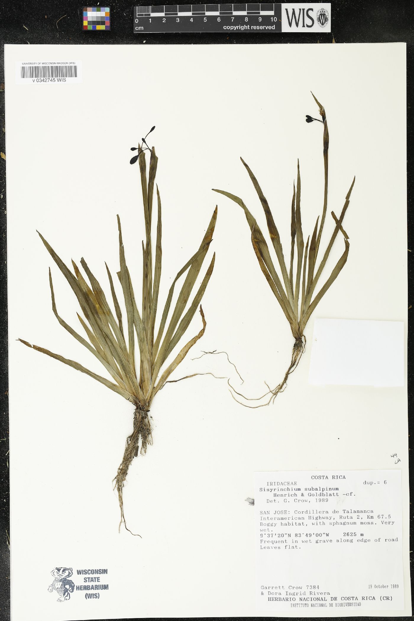 Sisyrinchium subalpinum image