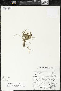 Sisyrinchium tenuifolium image