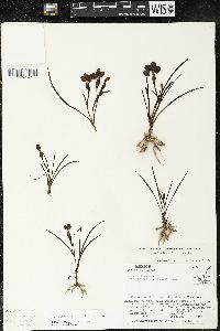 Sisyrinchium tenuifolium image