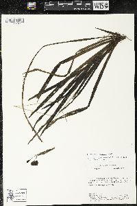 Sisyrinchium tinctorium image