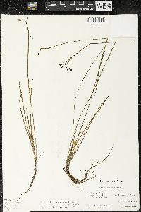 Sisyrinchium tinctorium image