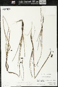 Sisyrinchium tinctorium image