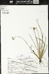 Sisyrinchium tinctorium image