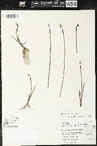 Sisyrinchium tinctorium image
