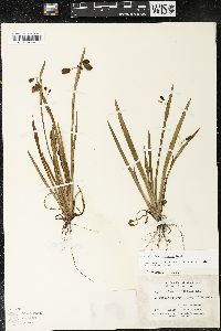 Sisyrinchium tinctorium image