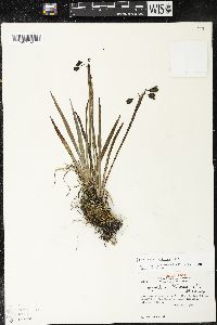 Sisyrinchium tinctorium image