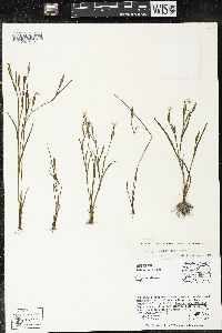 Sisyrinchium tolucense image