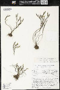 Sisyrinchium tolucense image