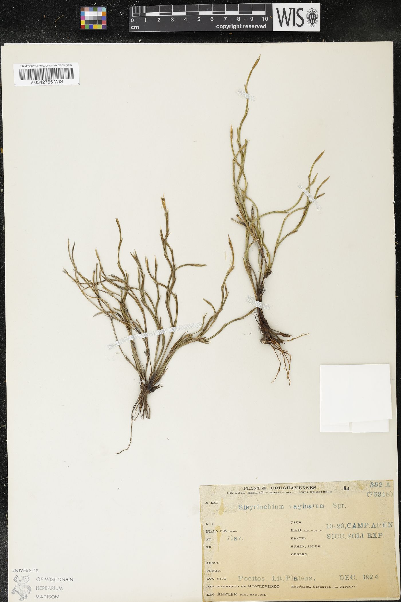 Sisyrinchium vaginatum image