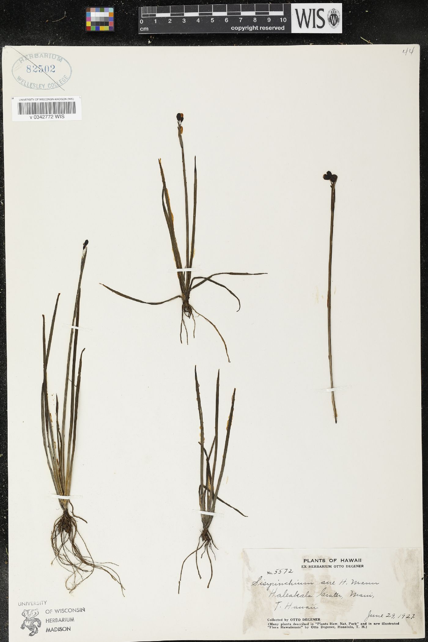 Sisyrinchium acre image